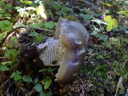 106231554_(1).thumb.JPG.cadc9bada0d38cc6cfee44b6a09c6fce.JPG