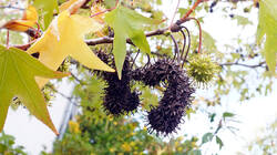 1086476748___Liquidambar_styraciflua.thumb.JPG.e74a4587071200145f17b69fb356609e.JPG