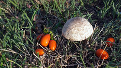 109014643_-_Leucoagaricusamericanus.thumb.JPG.c4ad5cea5c5e35e32706927d06f67e4c.JPG