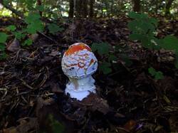 1131519381_.thumb.JPG.cc40701d22a784fac4de2d79a59aa94e.JPG