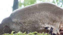 1189526467___Trametes_gibbosa__202609_09.thumb.jpg.32325335ba565718672e3bbc89e86a11.jpg