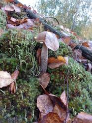 IMG_20260929_070345[1].jpg