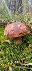 1214539251_.thumb.jpg.f470e8a4a471daeaebb34bb513fd4e87.jpg