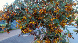1229089429___Scandosorbus_intermedia__20260904.thumb.jpg.5795b7af4e425f1c286ecded5ac28be1.jpg
