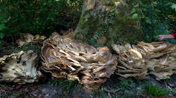 1263920373_Meripilus_giganteus_.thumb.jpg.52b8ad3d44ef13c6679e31a1a08ee2a7.jpg