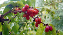 1309199122___Cornus_mas__20260903.thumb.JPG.0d5b39e0887a8863c4e6109898728a16.JPG