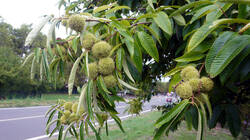 1418534506___Castanea_crenata__202609_03.thumb.JPG.063a7ca7938df1b2124c4848df5fd5bb.JPG