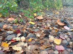 IMG_20260926_084813[1].jpg