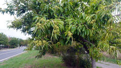 1518395931___Castanea_crenata__2026_0903.thumb.JPG.93a472d743560154c0ec8705e156ecd4.JPG