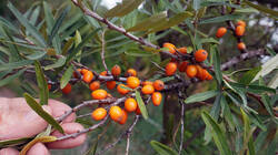 1540499494___Hippophae_rhamnoides__202_60903.thumb.JPG.a44756351b048abe4228b1d937f1d501.JPG
