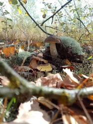 IMG_20260924_094926[1].jpg