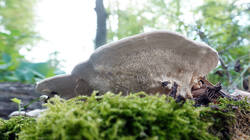 1617978375___Trametes_gibbosa__2026_0909.thumb.JPG.596d6132d9c9183caca67804d707e6ba.JPG