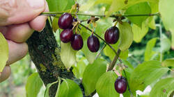 1678151884___Cornus_mas__2026_09_03.thumb.JPG.235f6681e53c3285eec2a7be3ae67593.JPG