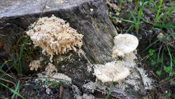 1683351325_Trametes_gibbosa___-__Ciidae.thumb.JPG.12154ebc2ba13ae76f70a0790e4ae8d7.JPG
