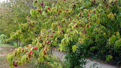 1687155696___Cornus_mas__202609_03.thumb.JPG.a21ad39c9f4d70d33d5344c698f11cb9.JPG