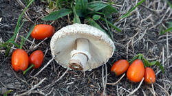 1687837064_-__Leucoagaricusamericanus.thumb.JPG.6dfe5f9eaefc43b6733acba38500a036.JPG