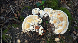 172711386___Trametes_gibbosa__20260909.thumb.JPG.e0e37fa87a67c3b9f5f62b352ee1c2ef.JPG