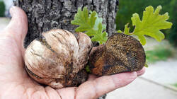 176658647___Pisolithus_arhizus_AWP_20260903.thumb.JPG.63910b9b59698d4843e2bd7fe0790d74.JPG