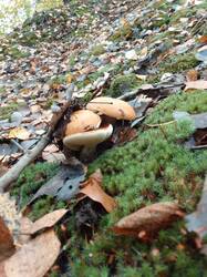 IMG_20260929_084907[1].jpg