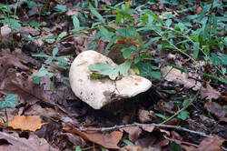 DSC09345а.jpg