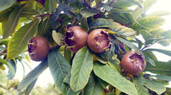 1787604402___Crataegus_germanica__2026_0903.thumb.JPG.6b9169ab2702c5c084298ee651fe1f8e.JPG