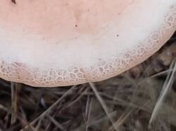 1788806173644.thumb.jpg.aceeff9a1bafed1ac949af2c06ab9419.jpg