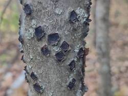 1790582660284.thumb.jpg.46a7e66b56b8c9557450ab26405e21e9.jpg