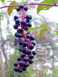 1793745103___Phytolacca_americana__202607.thumb.jpg.a210fee2ea05b58f28d0da67d32ecb3c.jpg