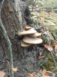 IMG_20260923_120910[1].jpg