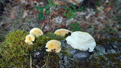 1853079300___Tyromyces_kmetii_AWP_20260901.thumb.JPG.dd3f5fb975cdc28832c15f12029a205c.JPG