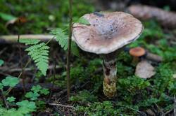 1934580014_26-09-12-(4).thumb.JPG.13c4e63149aa79588036977e1a1bdb1c.JPG
