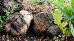 1978377170___Pisolithus_arhizus_AWP_2026_0901.thumb.JPG.8f6c8ca9af9d2e9031da37f699f7132e.JPG