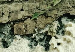 1988989422_.thumb.jpg.8383de32034f7dcd831fbe34926b0e16.jpg