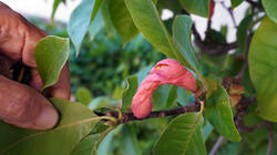 2017104918__Magnoliakobus.thumb.JPG.bac5e2111da790eb4439b632586ee4c6.JPG