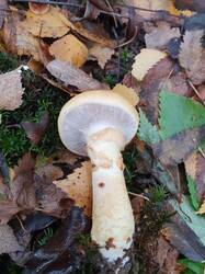 20210924_150646.thumb.jpg.7b9f9fe4355a6f486980eb656205c1b0.jpg