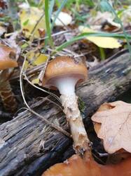 20210929_155624.thumb.jpg.61c25ec28bc94f327214cf54de6f6a9f.jpg