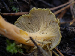 20250925-M3JR6383-Enhanced-NR.thumb.jpg.d423be141c3946c838885aab936fd66c.jpg