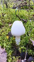 2026-09-12_15-06-33.thumb.JPG.379a9bd4ede6eb6bae247f83ee731906.JPG