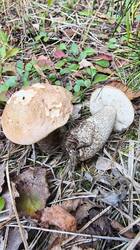 2026-09-12_15-55-24.thumb.JPG.383aad17a95eb48cdce4ef097f9d9f49.JPG