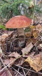 2026-09-12_15-57-51.thumb.JPG.8feded8fc38e3c04b51bf0b00686ff59.JPG