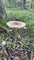 2026-09-12_16-39-02.thumb.JPG.ab84f76b95325da8ece226e9862f485b.JPG
