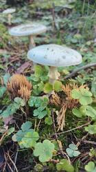 2026-09-12_16-58-38.thumb.JPG.ce9e547a69dff42bcc3ea1c50fd7338d.JPG