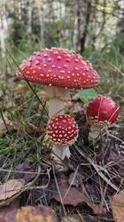 2026-09-13_11-31-25.thumb.JPG.5855cde94882f725fbb761cc4b0db3a2.JPG