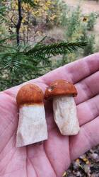 2026-09-15_11-16-20.thumb.JPG.43daedc36b71bed6f410de6191775ffc.JPG
