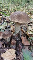 2026-09-15_12-09-24.thumb.JPG.4be49f987a97971bf619f964f2380c0e.JPG