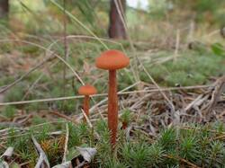 2026-09-21-14_44.05_ZS_DMap.thumb.jpg.fb6f39fadcc67636d65c5055bbde5766.jpg