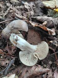 20260811_121516.thumb.jpg.dfc67b37dca2bfacd43f7efcb9a0d5e6.jpg