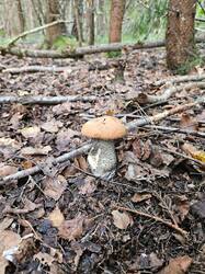 20260828_152609.thumb.jpg.f5aae2d92350417b3d77bb6d828412ba.jpg