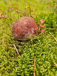 20260830_120121.thumb.jpg.0287ee69fca2f195e3eb862618dc27f3.jpg