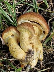 20260902_101232.thumb.jpg.55ac710c8dd1e34415e094ea23f5d3b6.jpg
